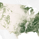 Illustration for article titled Here Are the Trees That Will Start to Vanish Because of Climate Change